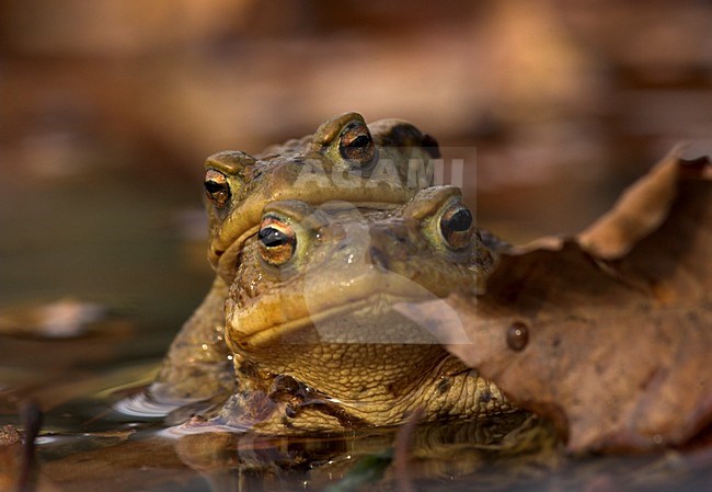 Parende gewone padden, Common Toads mating stock-image by Agami/Danny Green,