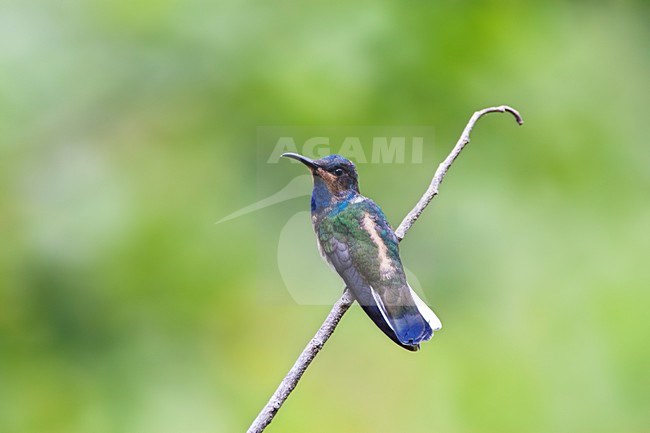 Witnekkolibrie, White-necked Jacobin, Florisuga mellivora stock-image by Agami/Marc Guyt,