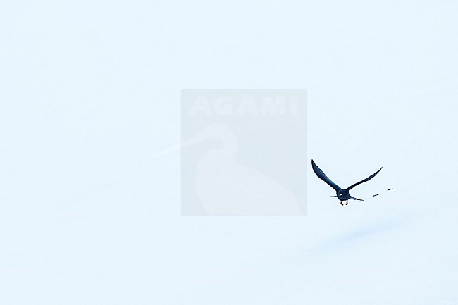 Alpine Chough - Alpendohle - Pyrrhocorax graculus ssp. graculus, Switzerland stock-image by Agami/Ralph Martin,