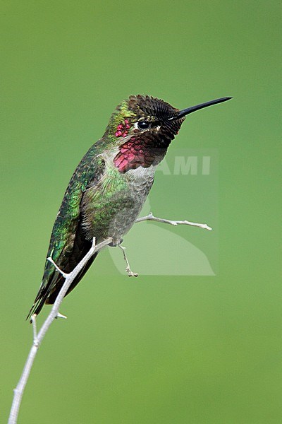 Adult male
Orange Co., CA
March 2005 stock-image by Agami/Brian E Small,