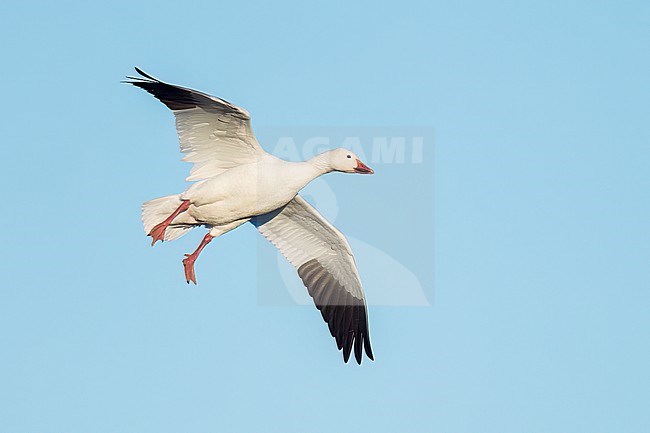 Adult
Colusa Co., CA
January 2023 stock-image by Agami/Brian E Small,