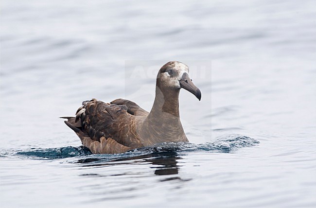 Zwartvoetalbatros; Black-footed Albatross stock-image by Agami/Marc Guyt,