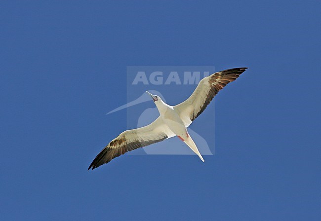 Vliegende Roodpootgent, Red-footed Booby in flight stock-image by Agami/Pete Morris,