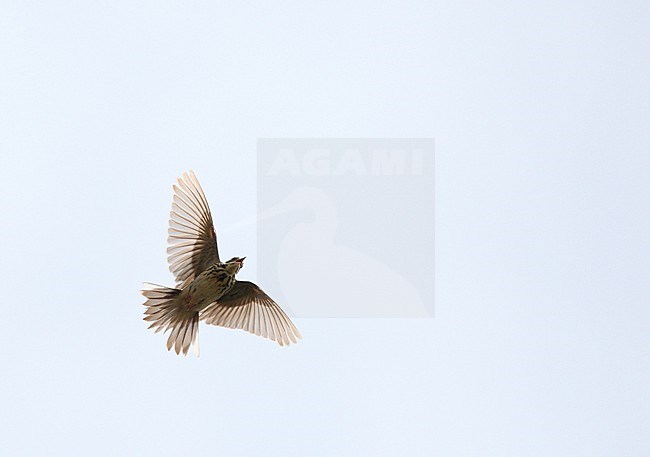 Adult Tree Pipit (Anthus trivialis) in display flight at Vest-Agder in Norway. Seen from below whilst singing. stock-image by Agami/Helge Sorensen,