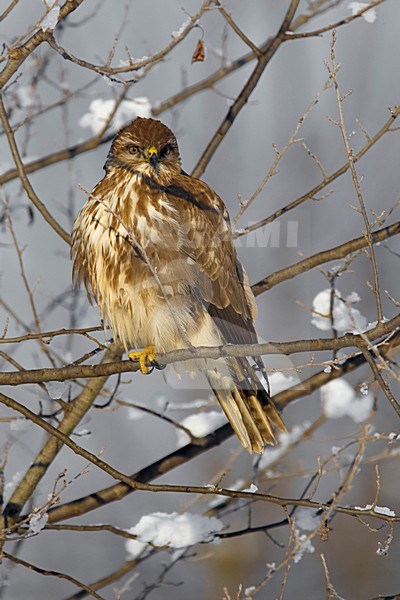 Buizerd zittend; Common Buzzard perched stock-image by Agami/Daniele Occhiato,