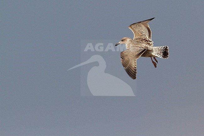 Herring Gull - Silbermöwe - Larus argentatus, Germany, 1st cy stock-image by Agami/Ralph Martin,