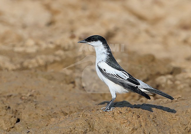White-winged Triller (Lalage tricolor) at Long Waterhole in Winton, Queensland in Australia. Standing on the ground. stock-image by Agami/Aurélien Audevard,