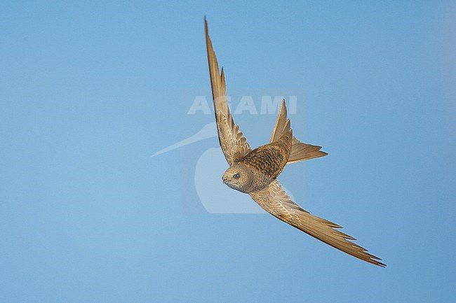 Pallid Swift  (Apus pallidus) in flight in Italy. stock-image by Agami/Daniele Occhiato,