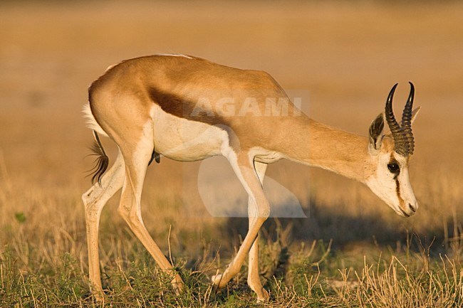 Springbok mannetje lopend in avondzon Etosha NP Namibie, Springbok male walking in evening light Etosha NP Namibia stock-image by Agami/Wil Leurs,