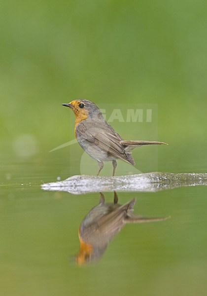 European Robin standing in water; Roodborst staand in het water stock-image by Agami/Markus Varesvuo,