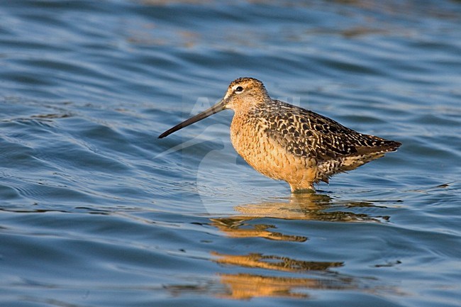 Wadende Grote Grijze Snip; Long-billed Dowitcher standing in water stock-image by Agami/Martijn Verdoes,