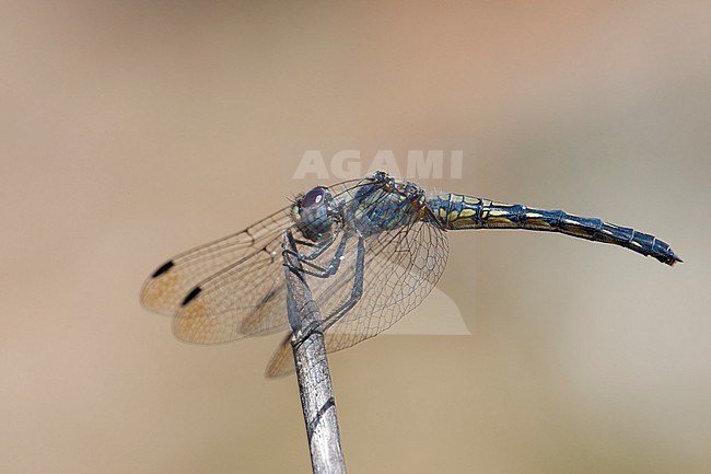 Vrouwtje Blauwe zonnewijzer, Female Trithemis festiva stock-image by Agami/Wil Leurs,