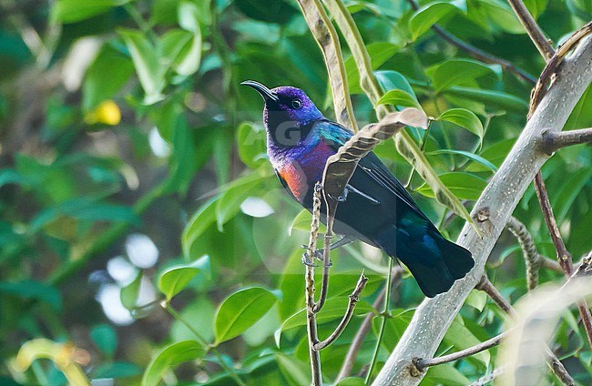 Male Splendid Sunbird, Cinnyris coccinigastrus, perched stock-image by Agami/Dani Lopez-Velasco,