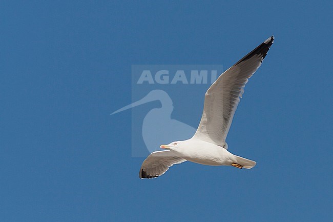 Yellow-legged Gull - MIttelmeermöwe - Larus michahellis ssp. michahellis, Portugal, adult stock-image by Agami/Ralph Martin,