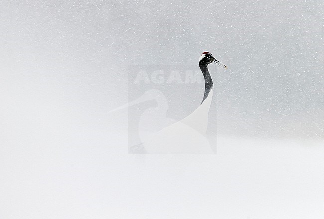 Chinese Kraanvogel in de sneeuw, Red-crowned Crane  in snow stock-image by Agami/Markus Varesvuo,