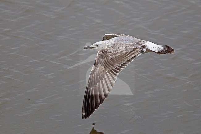 Second winter Caspian Gull (Larus cachinnans) in flight, showing upperwing with 1 white mirror on p10. stock-image by Agami/Harvey van Diek,