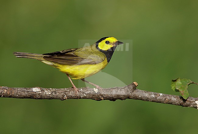 Adult male Hooded Warbler
Galveston Co., Texas. stock-image by Agami/Brian E Small,