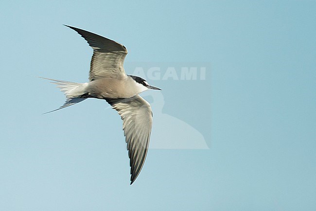 Adult breeding Aleutian Tern (Onychoprion aleuticus)
Seward Peninsula, Alaska
June 2018 stock-image by Agami/Brian E Small,