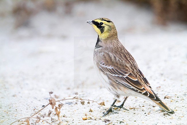 Shore Lark - Ohrenlerche - Eremophila alpestris flava, Germany stock-image by Agami/Ralph Martin,