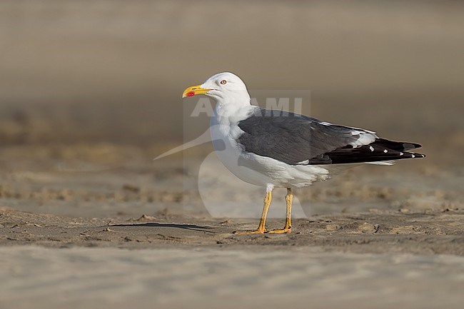 Adult breeding 
Galveston Co., TX
April 2023 stock-image by Agami/Brian E Small,