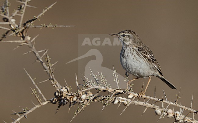 Berthelot's Pipit (Anthus berthelotii berthelotii) perched in a bush at La Oliva, Fuerteventura, Canary Islands stock-image by Agami/Helge Sorensen,