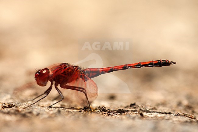 Mannetje Rode zonnewijzer, Male Trithemis arteriosa stock-image by Agami/Wil Leurs,