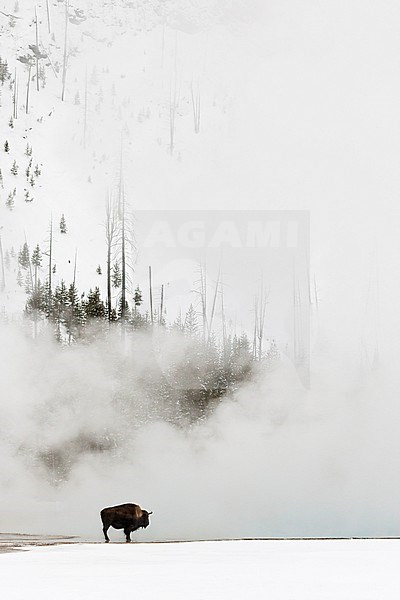 American Bison (Bison bison) standing near hotspring in Yellowstone National Park stock-image by Agami/Caroline Piek,