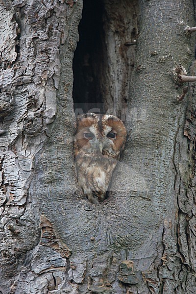 Tawny Owl looking out hole in tree; Bosuil kijkend uit nestgat in boom stock-image by Agami/Chris van Rijswijk,