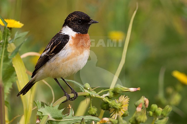 Kaspische Roodborsttapuit, Caspian Stonechat stock-image by Agami/Daniele Occhiato,