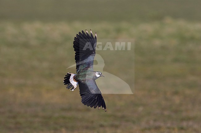 Vliegende man Kievit; Flying male Northern Lapwing stock-image by Agami/Arie Ouwerkerk,