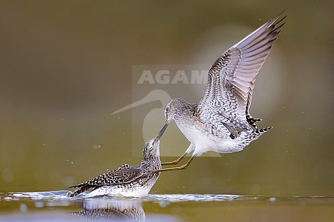 Two fighting Wood Sandpipers (Tringa glareola) in Italy. stock-image by Agami/Daniele Occhiato,