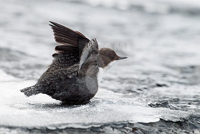 Waterspreeuw aan winters riviertje; White-throated Dipper at stream in winter stock-image by Agami/Markus Varesvuo,