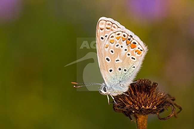 Polyommatus icarus - Common Blue - Hauhechel-Bläuling, Germany (Baden-Württemberg), imago stock-image by Agami/Ralph Martin,