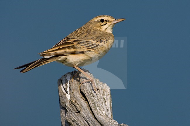 Duinpieper in zit; Tawny Pipit perched stock-image by Agami/Daniele Occhiato,