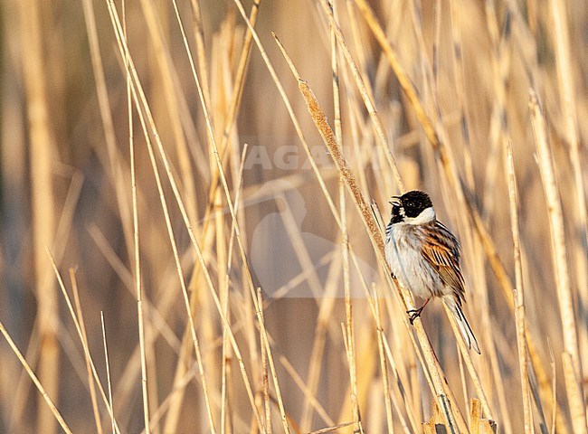 Common Reed Bunting (Emberiza schoeniclus) in the Netherlands. stock-image by Agami/Marc Guyt,