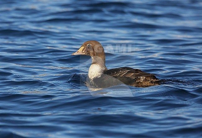 Onvolwassen man Koningseider, King Eider immature male stock-image by Agami/Arie Ouwerkerk,