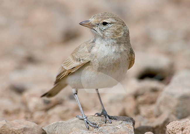 Bar-tailed desert Lark, Rosse Woestijnleeuwerik, Ammomanes cincturus stock-image by Agami/Daniele Occhiato,