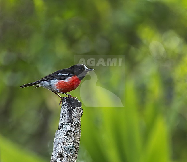 Male Norfolk robin (Petroica multicolor) on Norfolk Island, Australia. Also known as the Norfolk Island scarlet robin or Norfolk Island robin. stock-image by Agami/Marc Guyt,