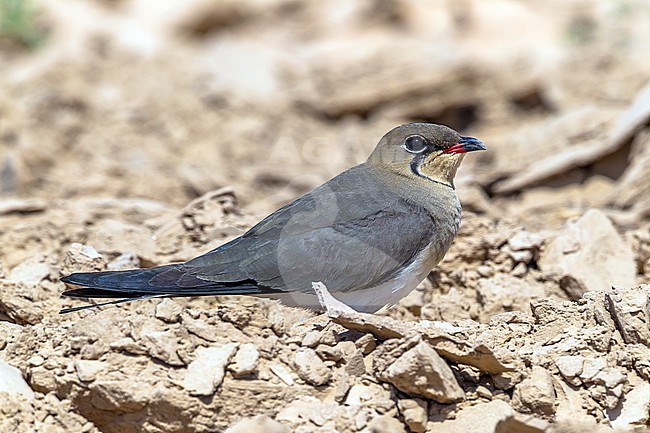 Adult Collared Pratincole sitting on the desert near Yotvata, Israel. April 13, 2013. stock-image by Agami/Vincent Legrand,