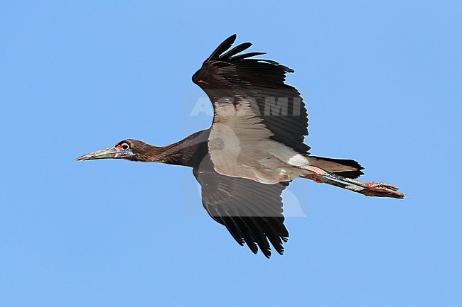 Abdim's Stork (Ciconia abdimii) at Salalah in Oman. stock-image by Agami/Aurélien Audevard,