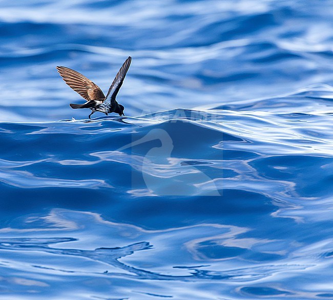 New Zealand Storm Petrel (Fregetta maoriana), a critically endangered seabird species endemic to New Zealand. Flying above the ocean surface. stock-image by Agami/Marc Guyt,