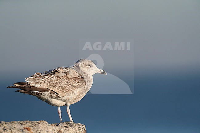 Second-winter European Herring Gull (Larus argentatus) during winter in Ijmuiden in the Netherlands. Standing on the southern pier. stock-image by Agami/Marc Guyt,
