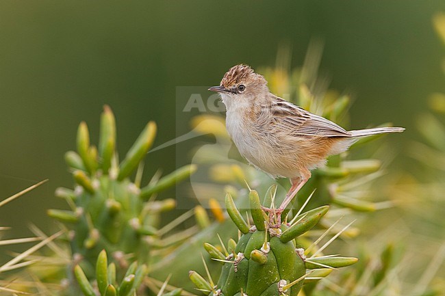 Zitting Cisticola - Zistensänger - Cisticola juncidis ssp. cisticola, Morocco stock-image by Agami/Ralph Martin,