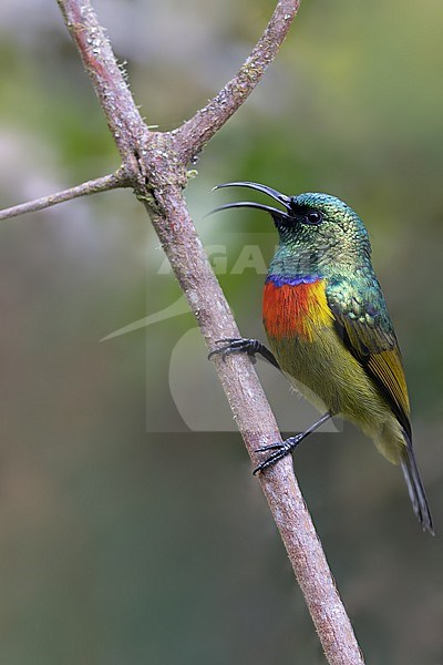 Moreau's Sunbird (Cinnyris moreaui) male singing in Tanzania. stock-image by Agami/Dubi Shapiro,