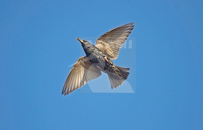 Spreeuw in vlucht; Common Starling in flight stock-image by Agami/Jari Peltomäki,