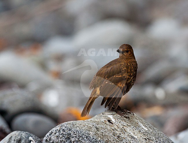 Tristan Thrush (Turdus eremita gordoni) standing on  Inaccessible Island beach. stock-image by Agami/Marc Guyt,