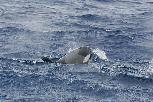 Orka, Killer whale stock-image by Agami/Menno van Duijn,