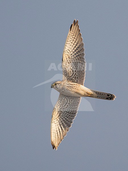 Female Common Kestrel (Falco tinnunculus) in flight, seen from below, at Tarifa, Spain. Showing short P10. stock-image by Agami/Markku Rantala,