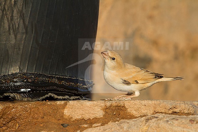 Desert Sparrow - WÃ¼stensperling - Passer simplex ssp. saharae, winter plumage female, Morocco stock-image by Agami/Ralph Martin,