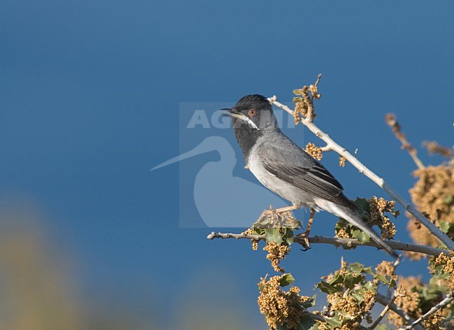 RÃ¼ppells Warbler male singing; RÃ¼ppells Grasmus man zingend stock-image by Agami/Marc Guyt,